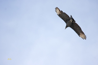 Black Vulture 5141